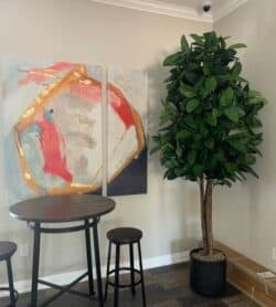 Large Rubber Tree in hospitality suite