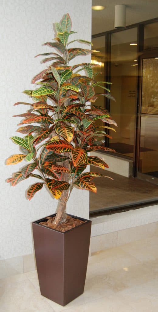 Custom Croton Tree