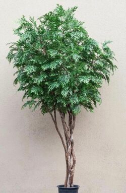 Custom Artificial Pin Oak Tree