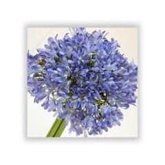 agapanthus silk flower