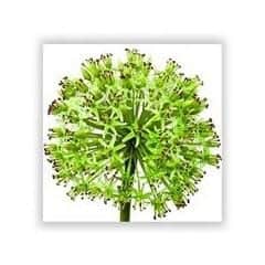 allium silk flower
