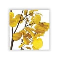 aspen flower