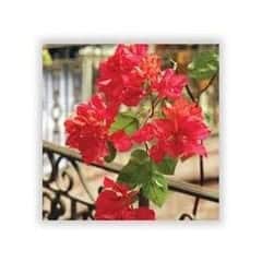 bougainvillea silk flower