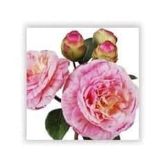 camallia flower