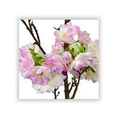 cherry blossom stem flower