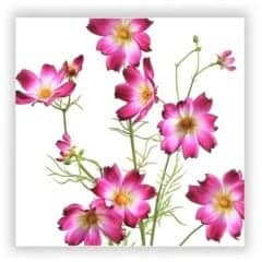 cosmos silk flower