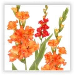 gladiolus silk flower