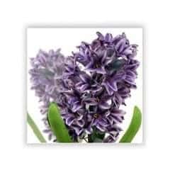 hyacinth flower