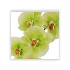 orchid silk flower