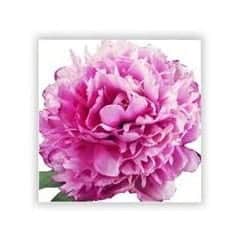 peony flower