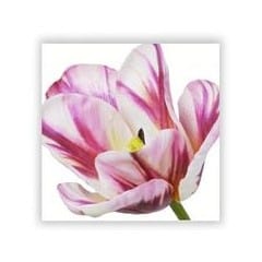 tulip silk flower