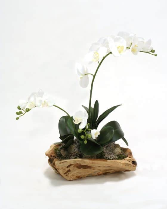 white orchids on log arrangement