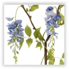 wisteria branch flower