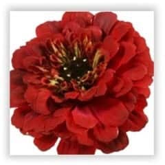 zinnia silk flower
