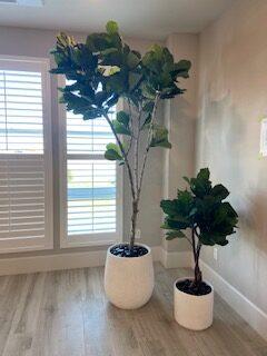 Column Fiddle Leaf Fig Tree