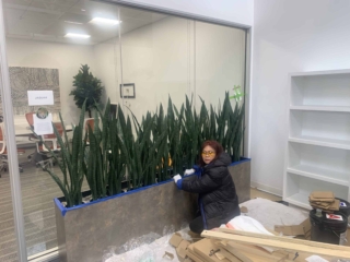 Marie adding black rocks to Sansevieria Plants