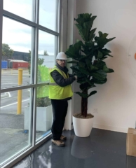 Frank fluffing a Brazilian Fiddle Leaf Fig Tree